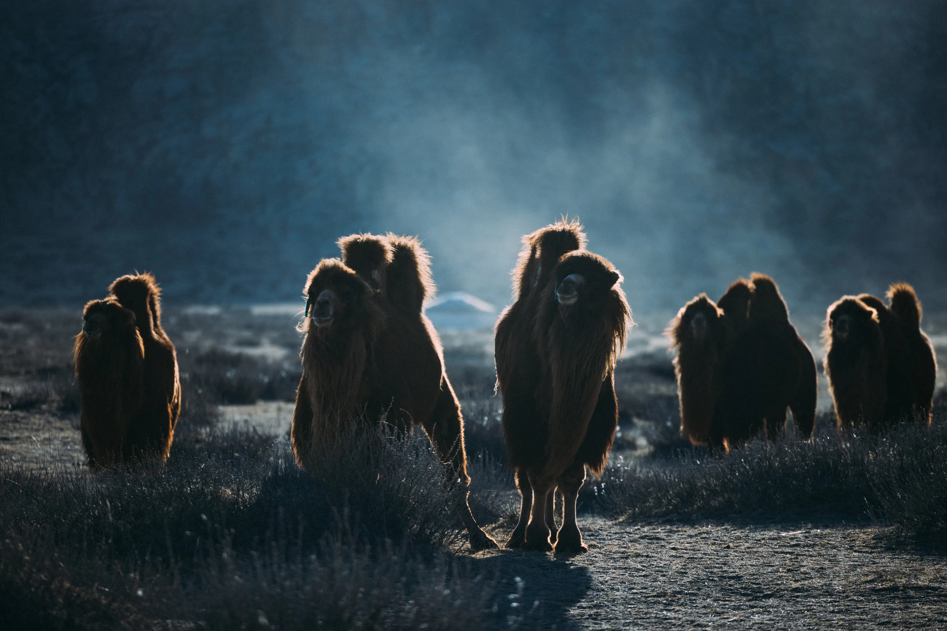 Camels standing on open ground in low sunlight.