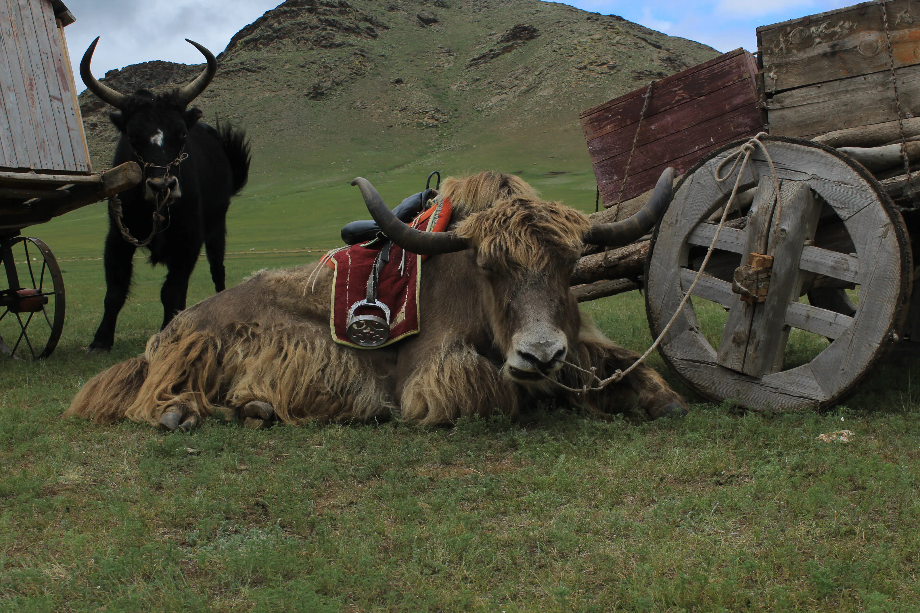 Yaks beside a wooden cart.