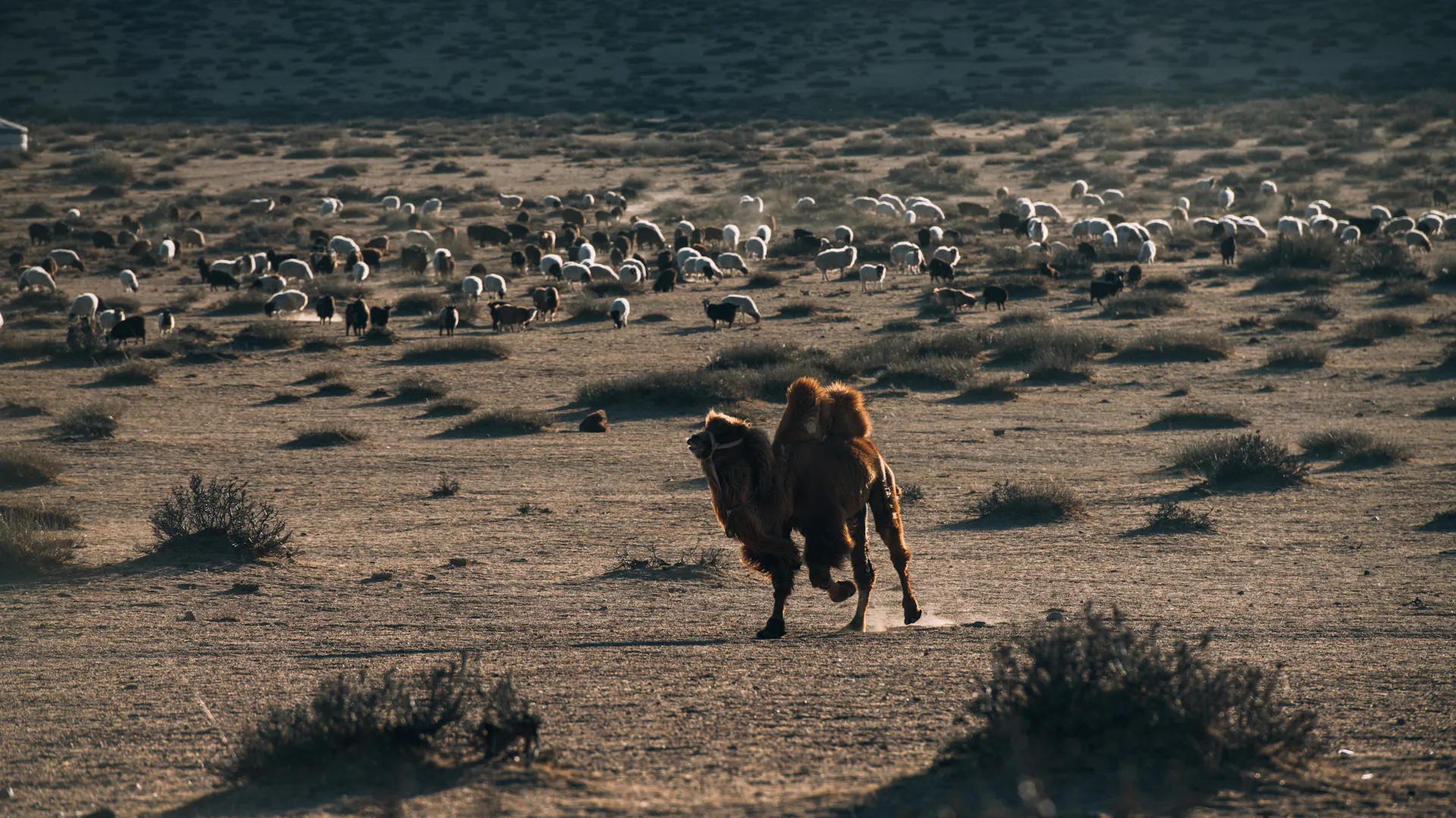 A camel in the foreground with livestock across open ground.