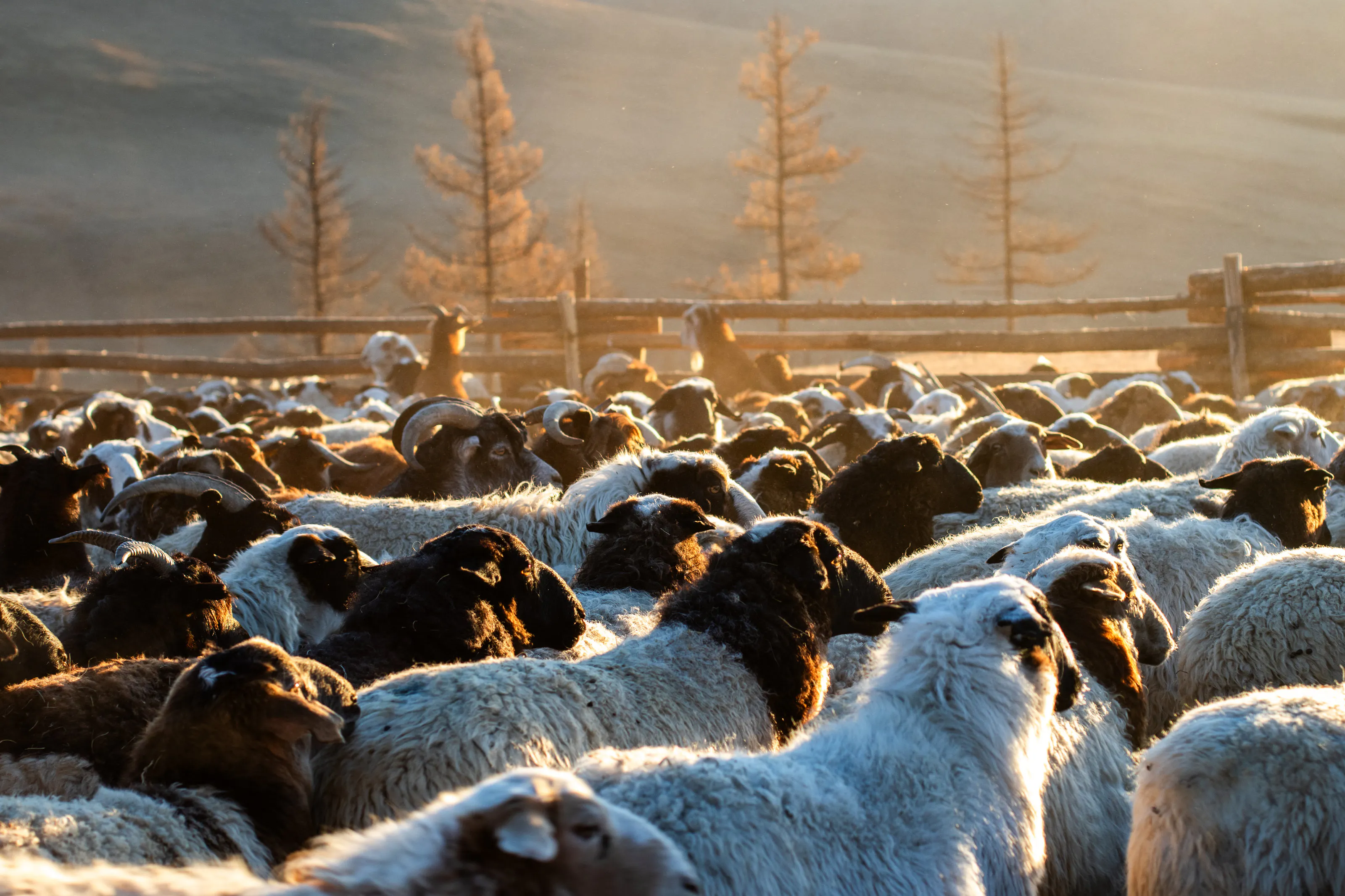 A flock of sheep beside autumn trees.