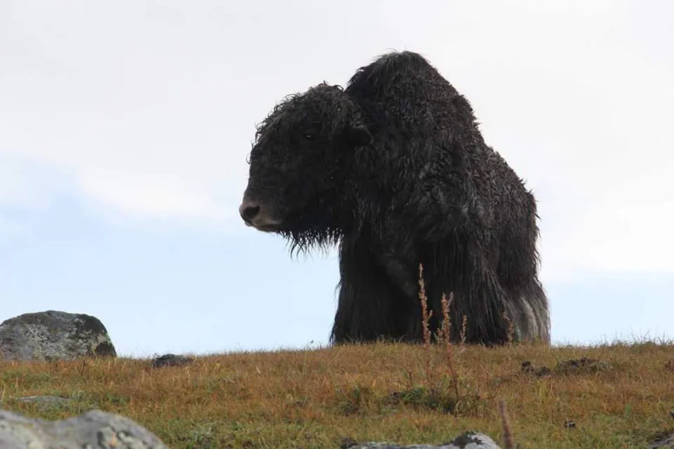 A dark yak standing on a grassy rise.