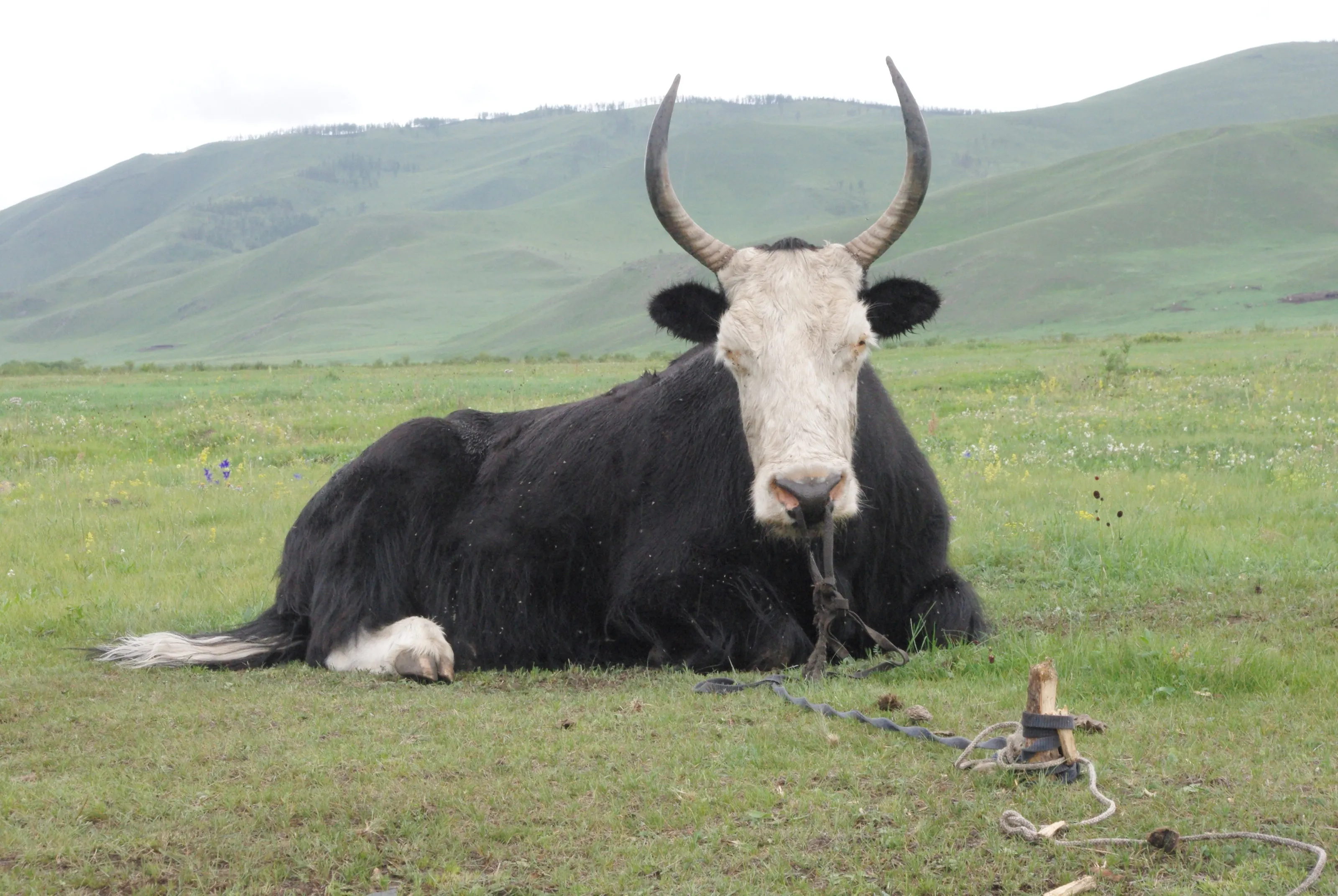 A white-faced yak resting on grass.