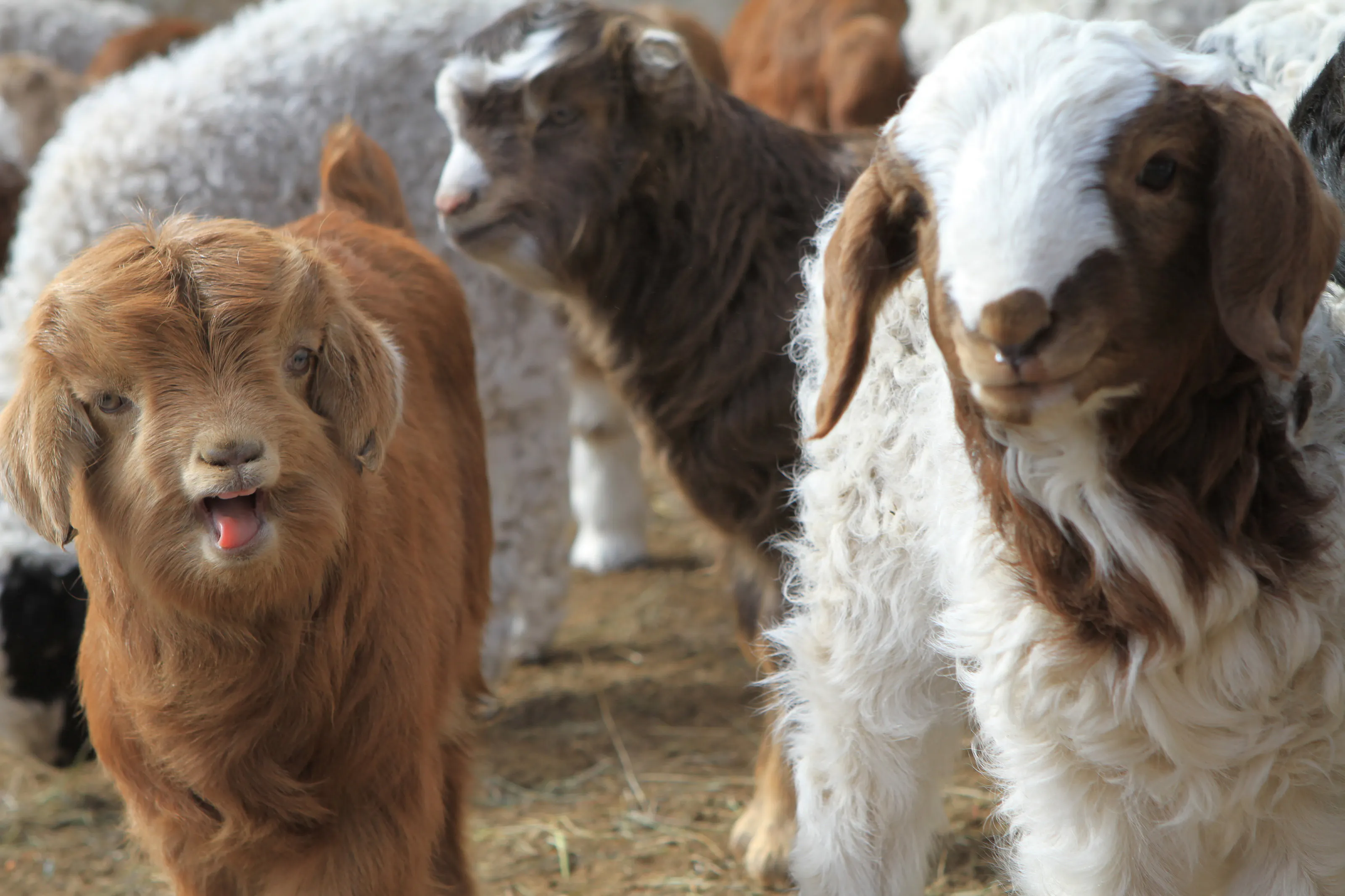 A group of brown and white goats.