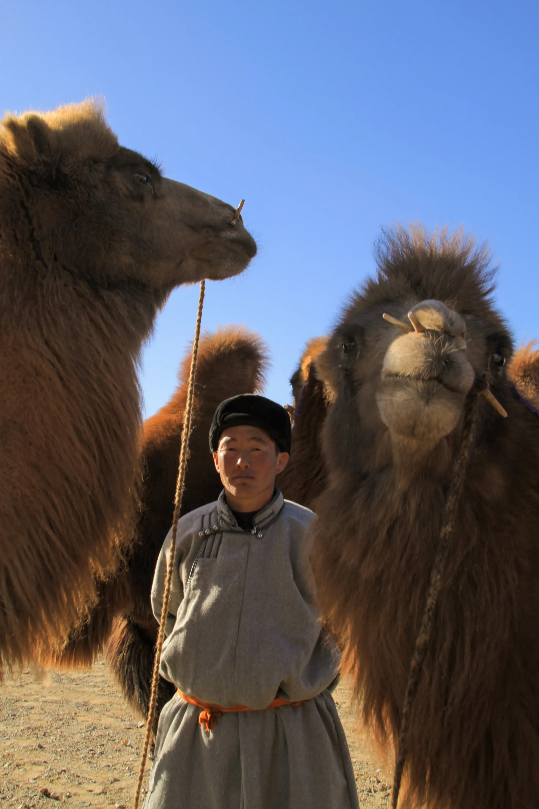 A person standing between camels.
