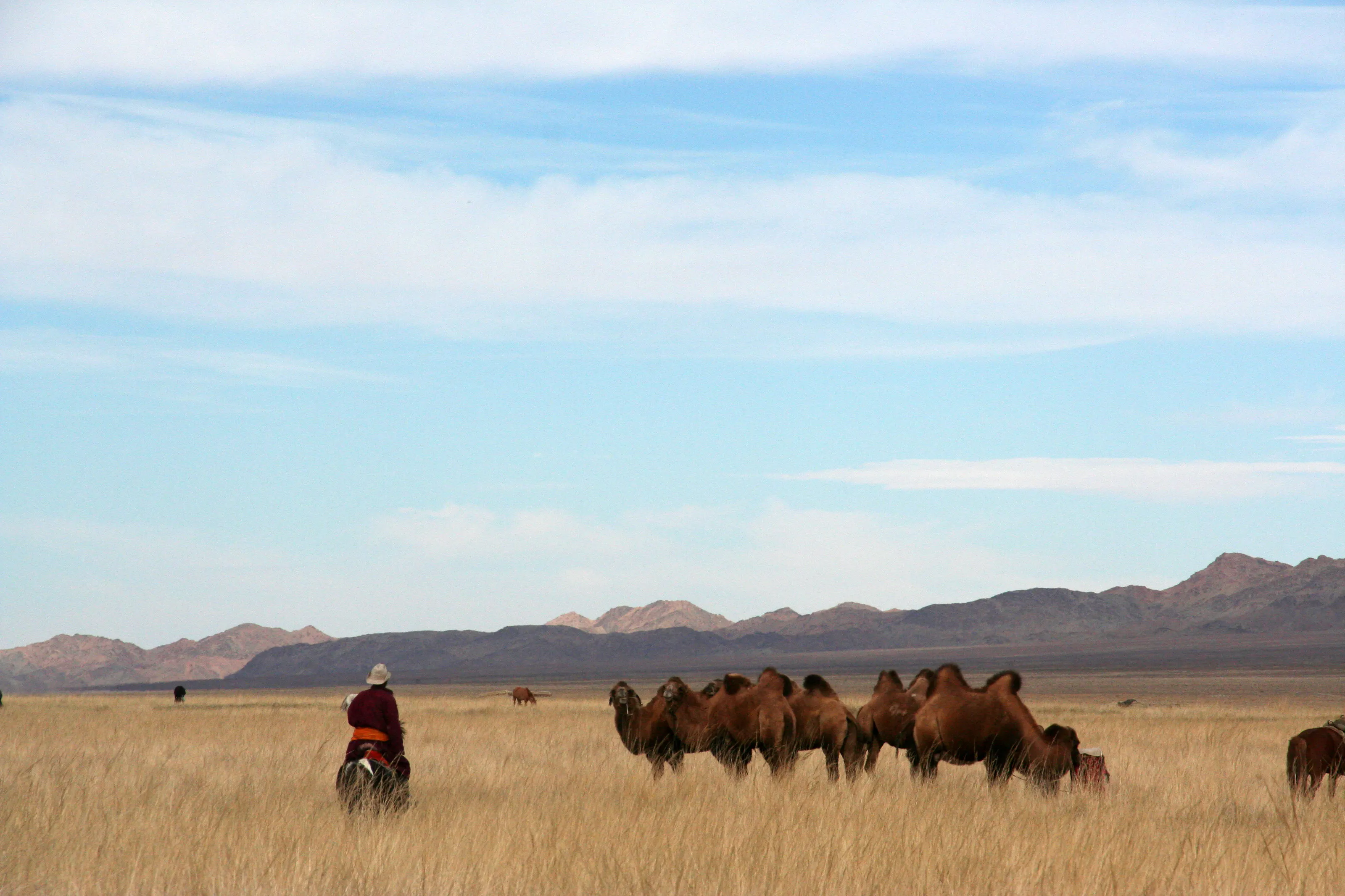 A rider with camels crossing open grassland.