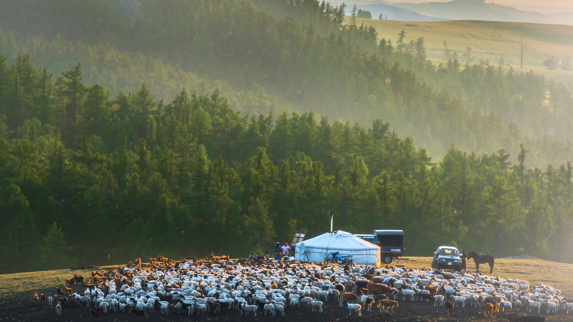 A herd beside gers below a wooded hillside in morning light.