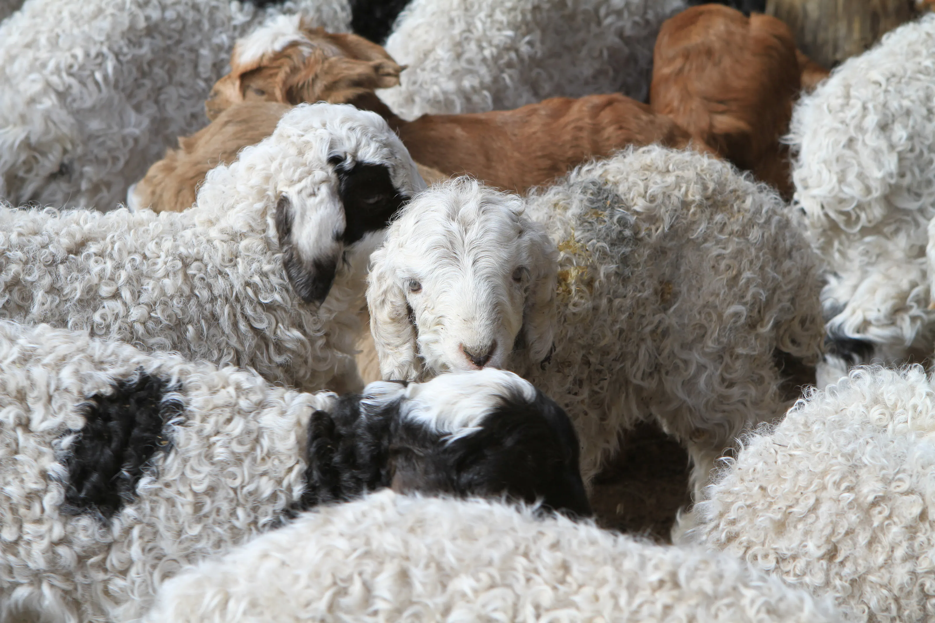 Young sheep with curly fleece gathered together.