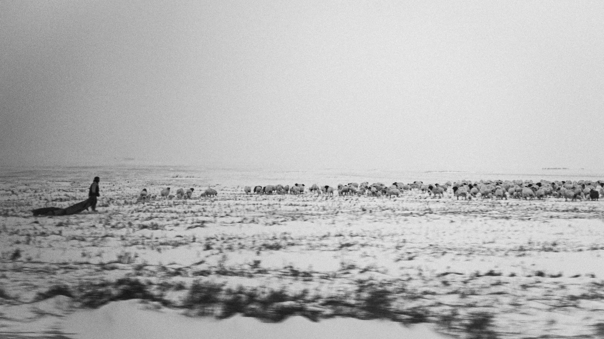 A distant person and livestock on a snow-covered plain.