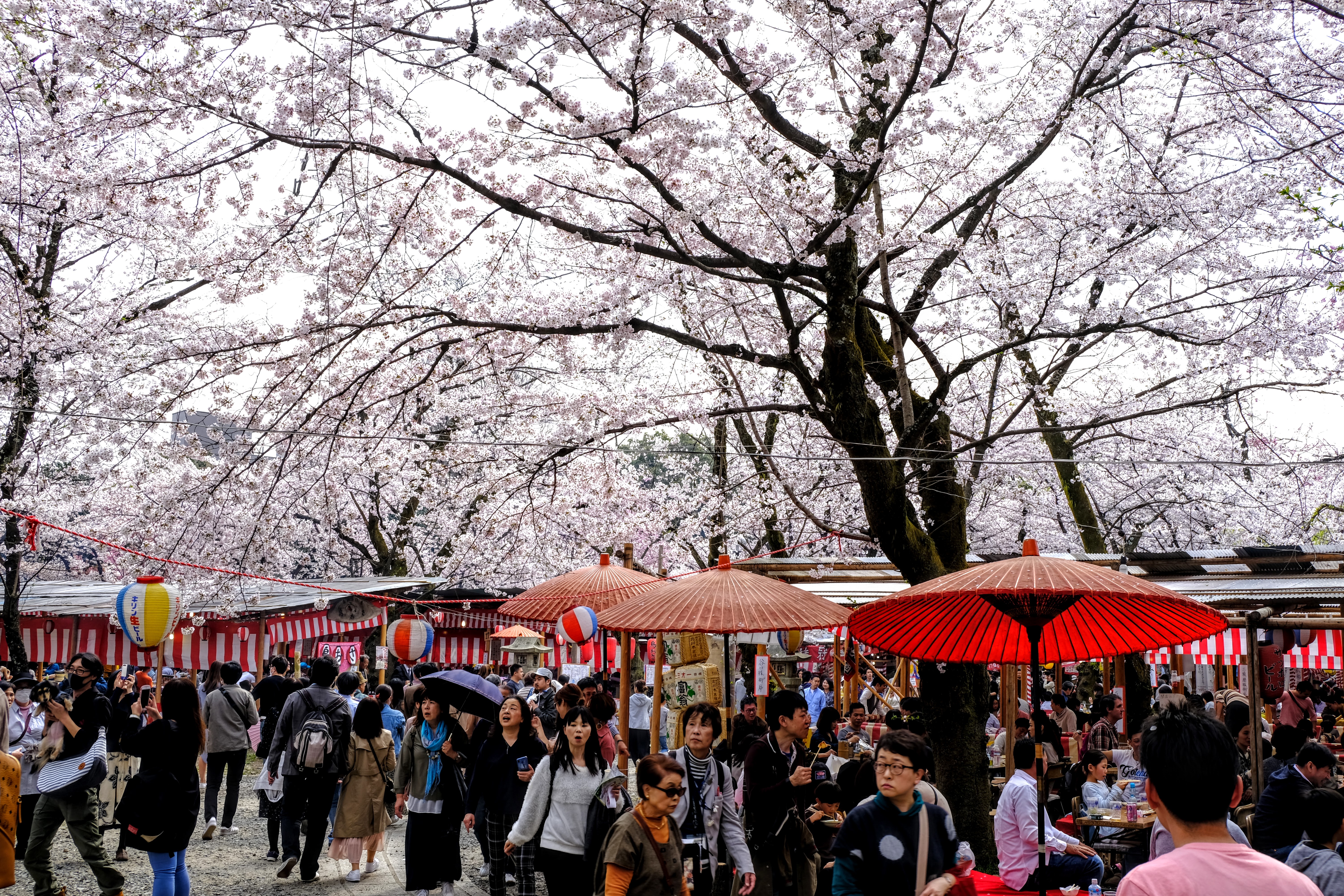 Cherry blossom hanami viewing in Hirano Shrine in Kyoto in Spring with yatai markets
