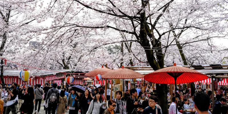 Cherry blossom hanami viewing in Hirano Shrine in Kyoto in Spring with yatai markets