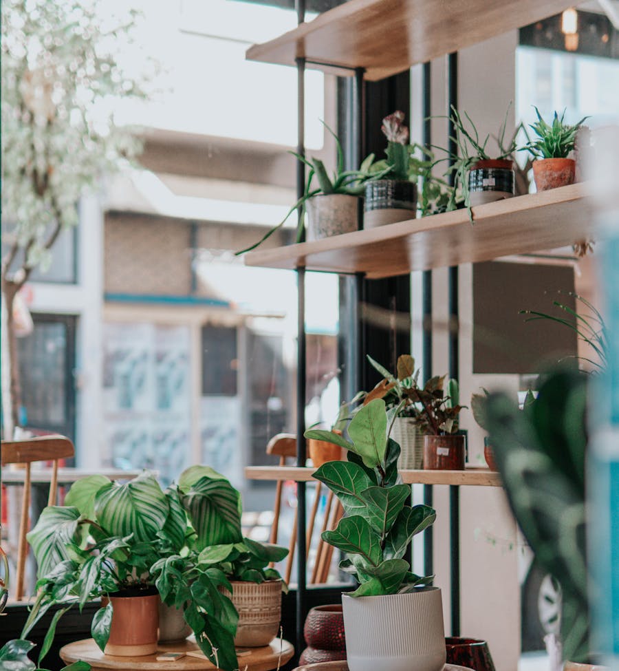 Shelves of a plant store