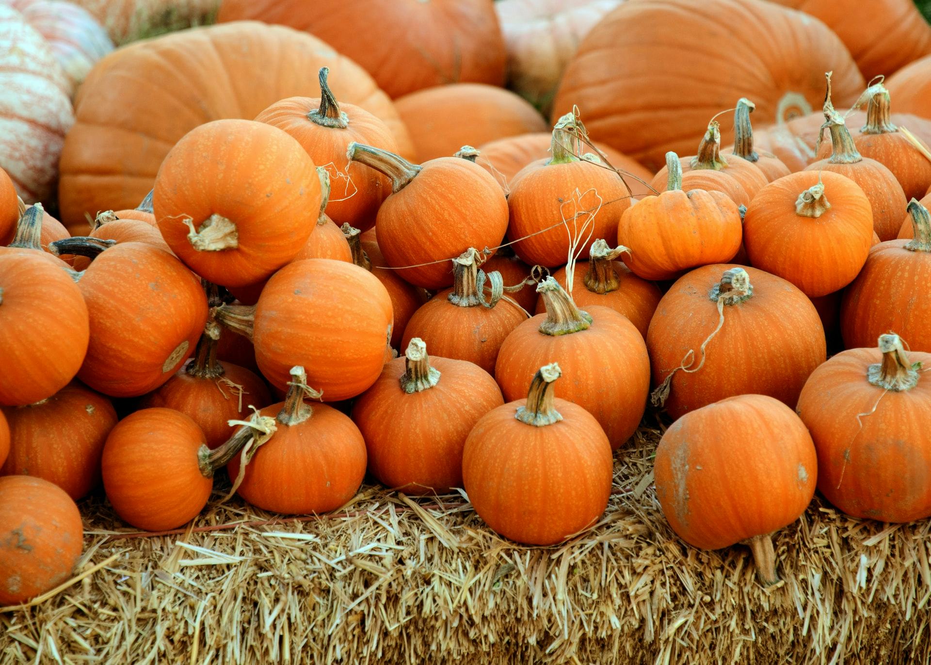 fall festival pumpkins
