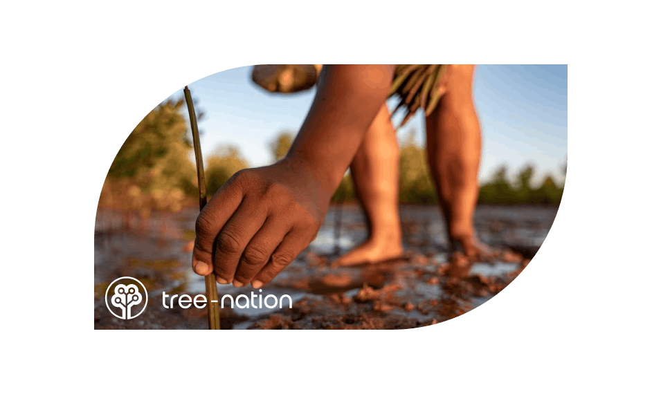 MoreApp Tree-nation