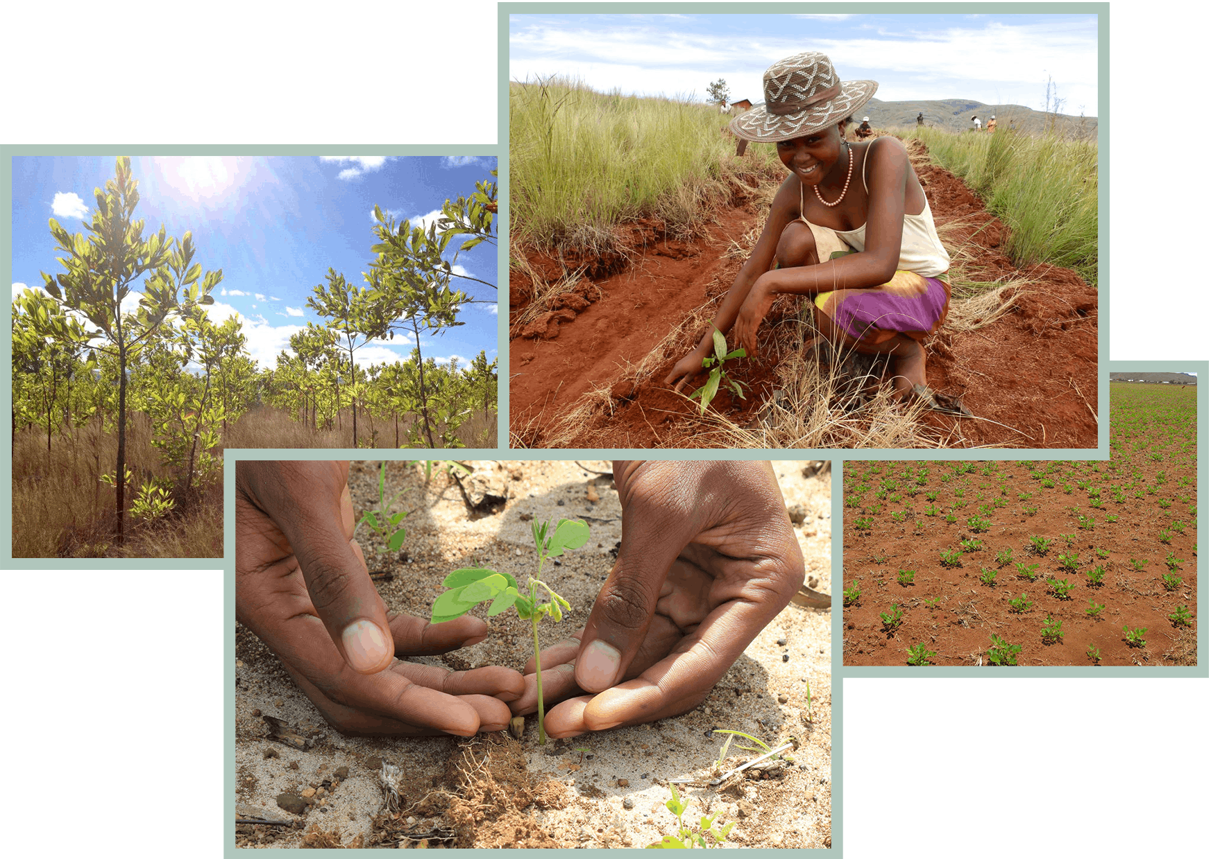 Plantar árvores MoreApp e Tree-Nation