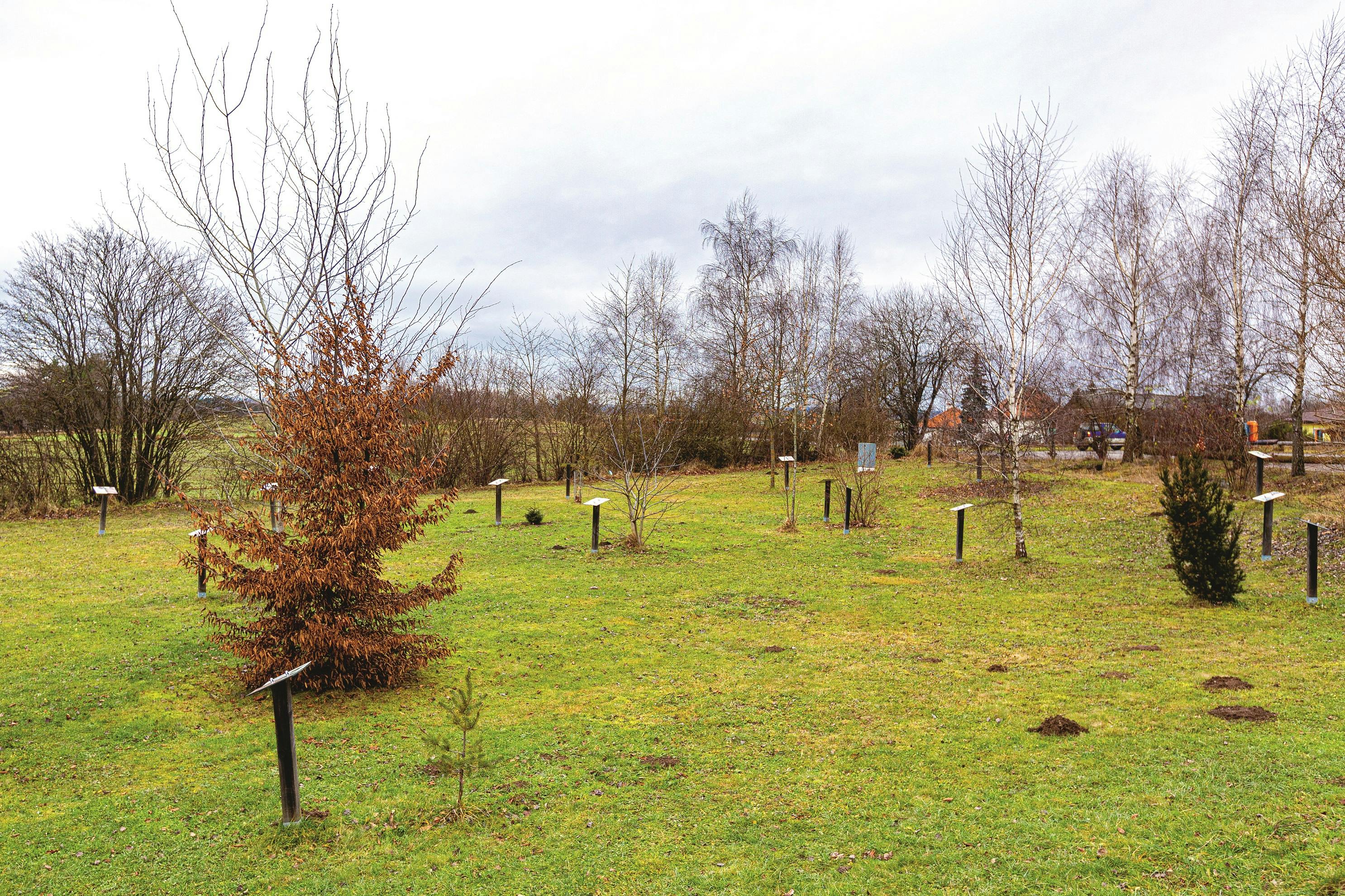 Zu Ehren der Stargäste von Literatur im Nebel gepflanzt: Bäume im „Literaturwald“