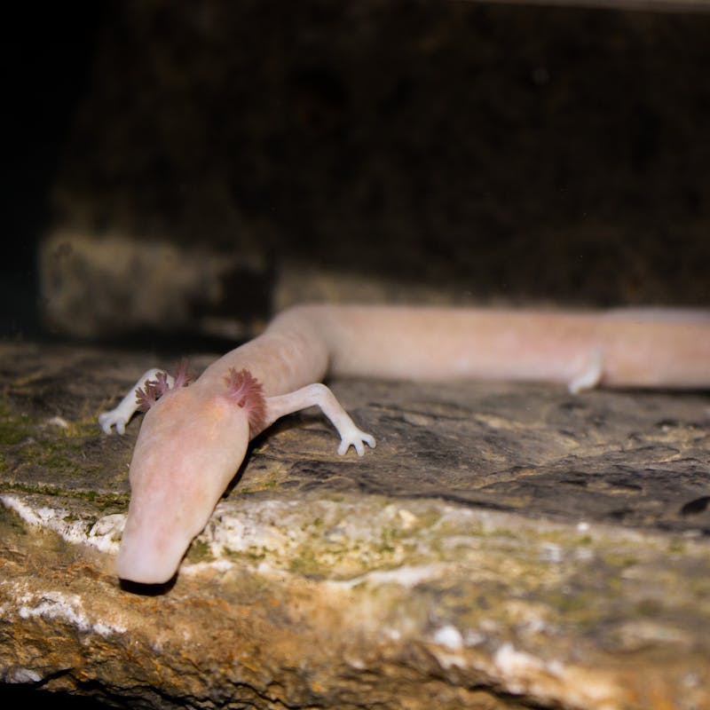 Photo of the olm, a blind pale-pink coloured salamander with red protruding gills and a slender body. The animal is resting on a rock in a submerged cave. Photo credit: PROTEUS project team.