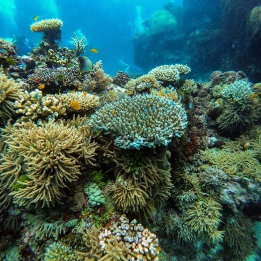 An underwater image of Australia's Great Barrier Reef.