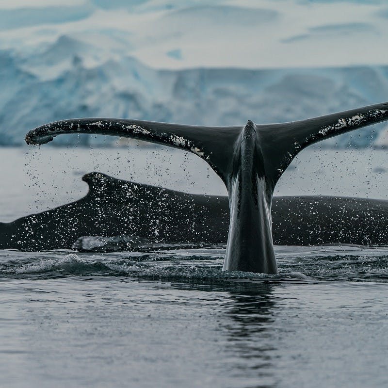 Two whales breaching the surface of the ocean. Similarly, an absence of marine predators, specifically whales could lead to increased greenhouse gases. 