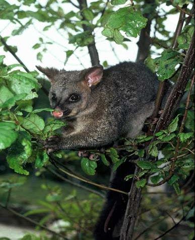 A Brushtail Possum clutches onto some leaves in a tree. This animal is an invasive species which is endangering native trees in New Zealand.