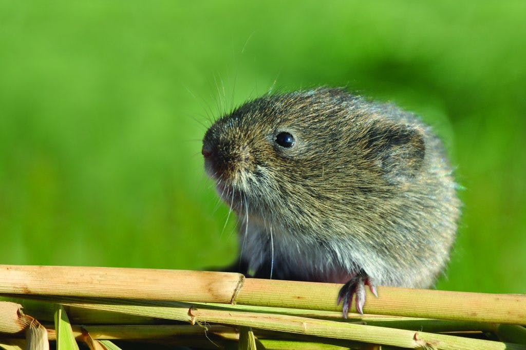 Pannonian root vole