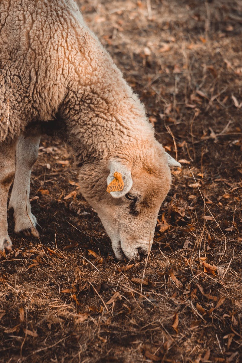 A sheep grazing. Did you know lamb has the greatest carbon footprint in comparison to other types of meat.