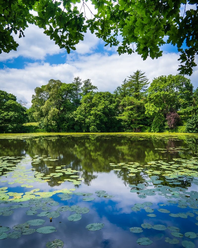 a pond in the uk