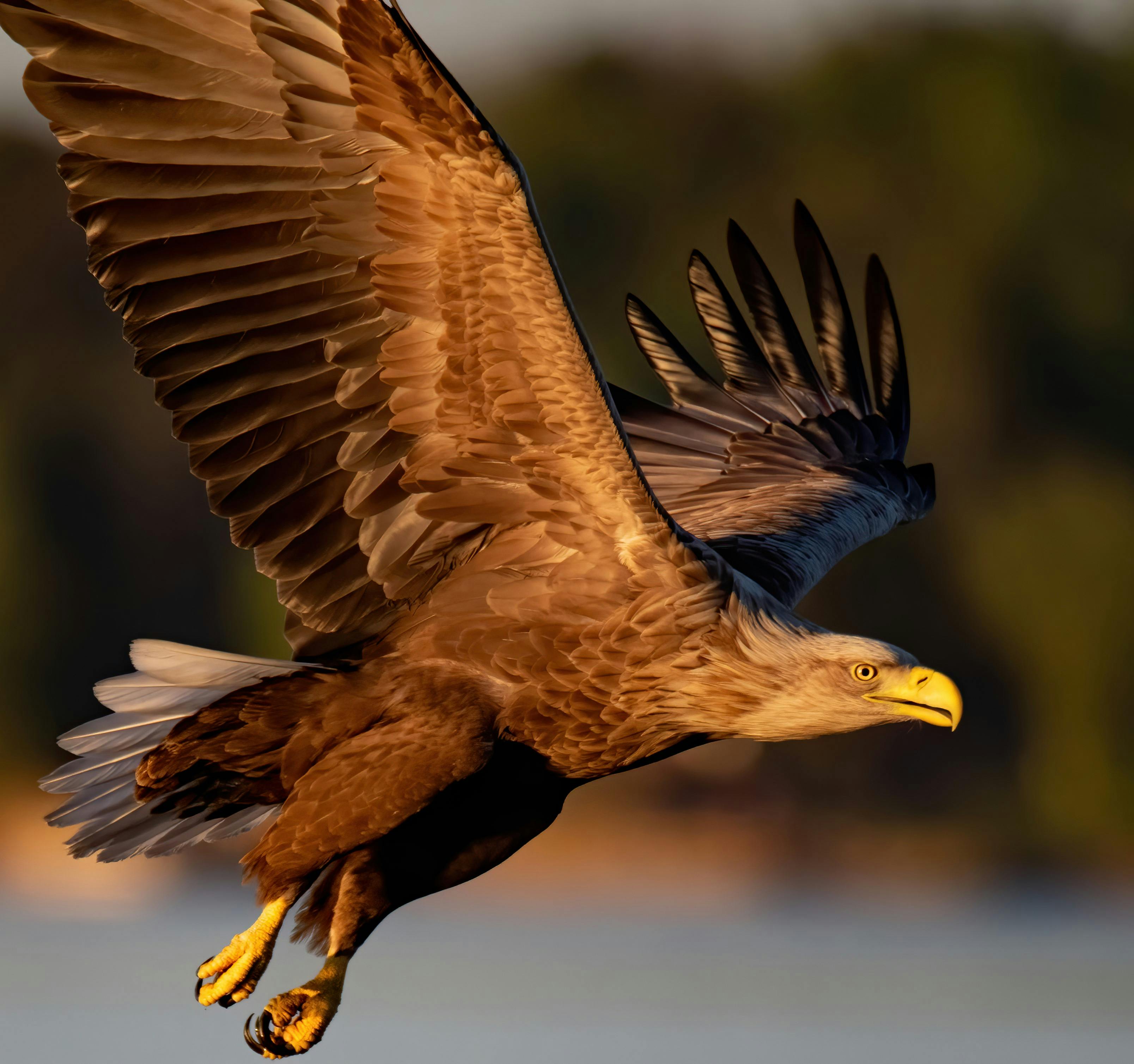 A white tailed sea eagle soars over a river