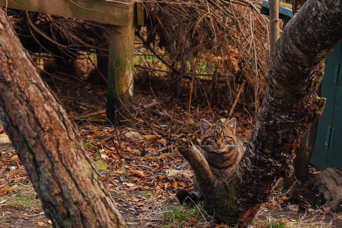 A Scottish wildcat kitten crouches behind a tree in its enclosure at Alladale Wilderness Reserve