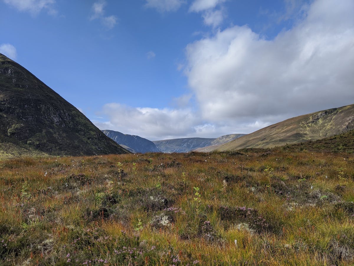 Little green saplings stand out amongst autumnal grass with mountains and blue sky in the background