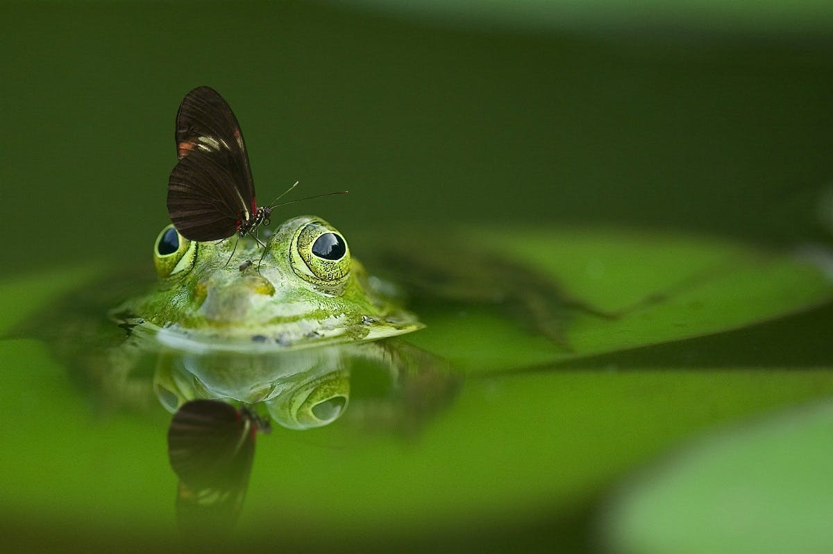 A frog in a pond with a butterfly on its head. Attracting such wildlife is a sign you're on the right path to rewilding your garden.