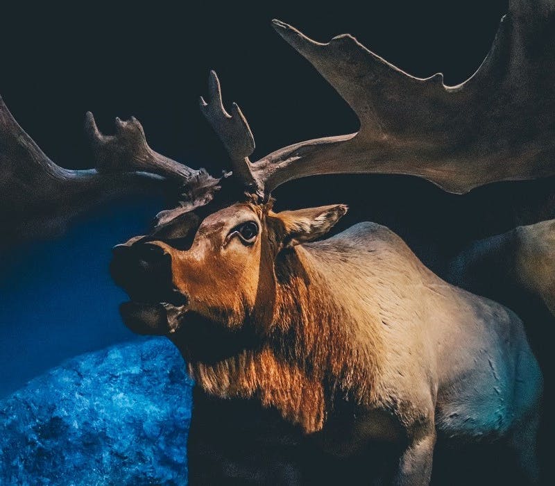 A model of an Irish Elk, now an extinct animal of Irish wildlife.