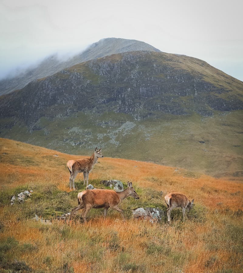 Deer in the Scottish Highlands