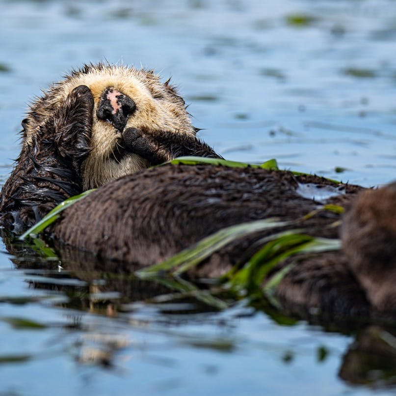 A California sea otter recuperating its energy at Elkhorn Slough.