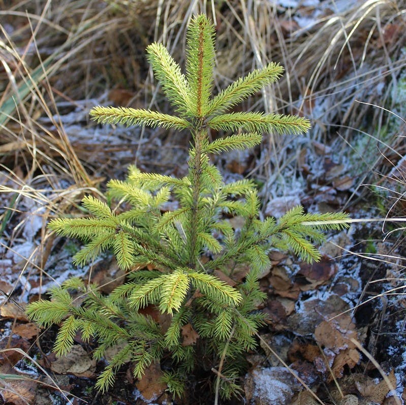 A young sapling