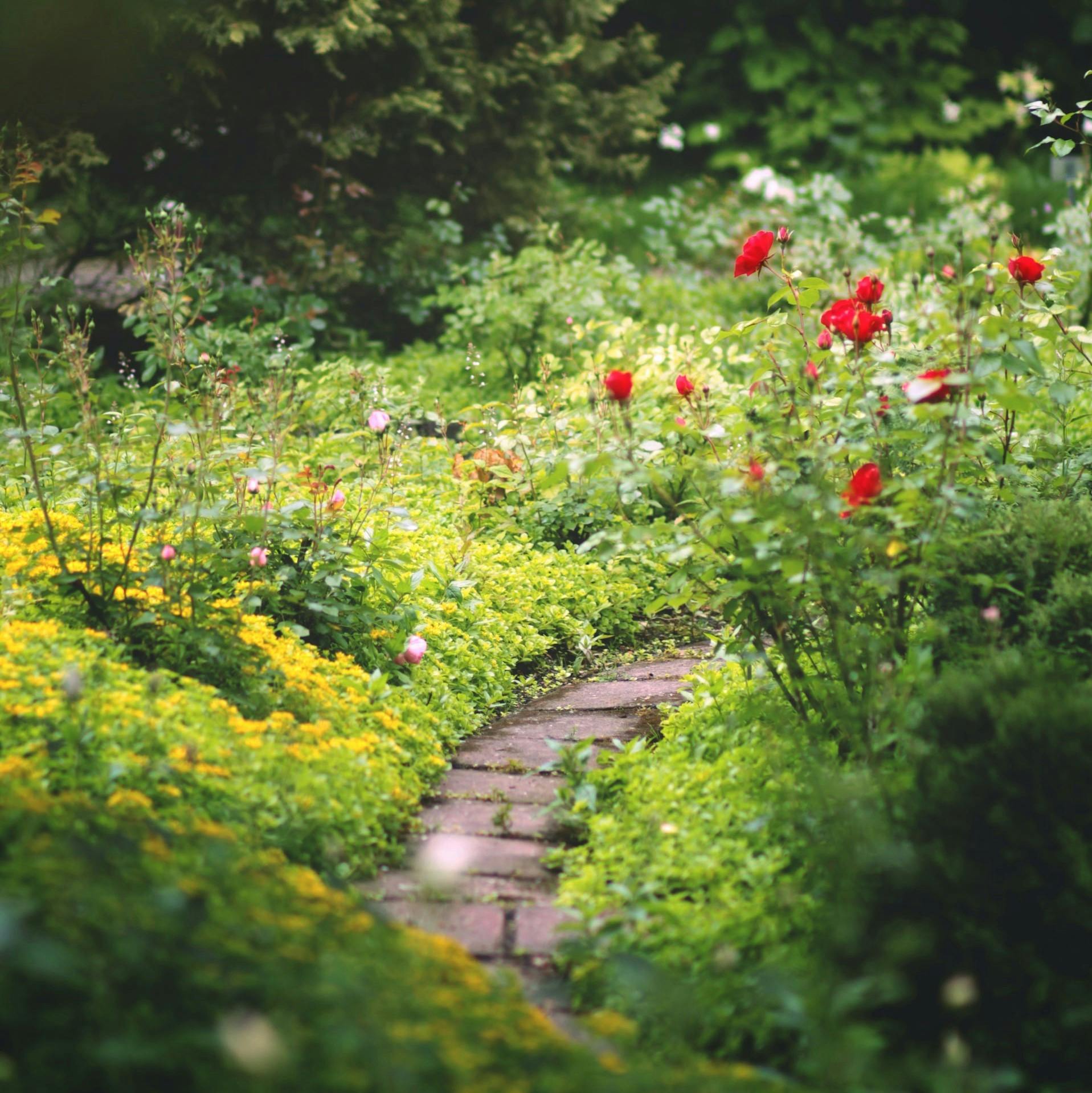 The Case for Letting Your Garden Run Wild