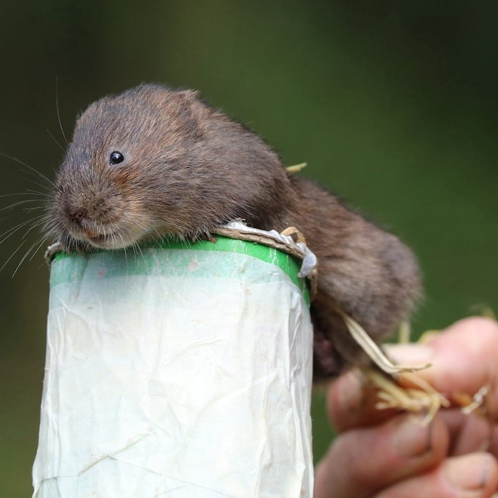 A water vole at Mossy Earth's water vole reintroduction at Trelusback farm, Cornwall, UK.