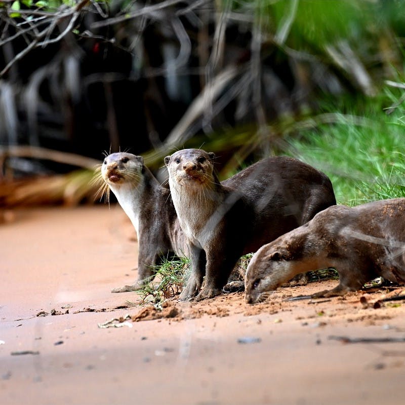 Smooth-coated otter huddle together in a natural space in Singapore, a benefit of rewilding in cities.