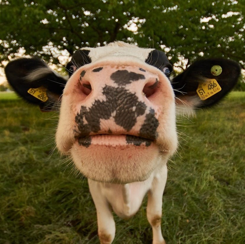 A close up portrait of a dairy cow in a field. Animal waste is often used to make up renewable green energy but that means it's not vegan electricity.