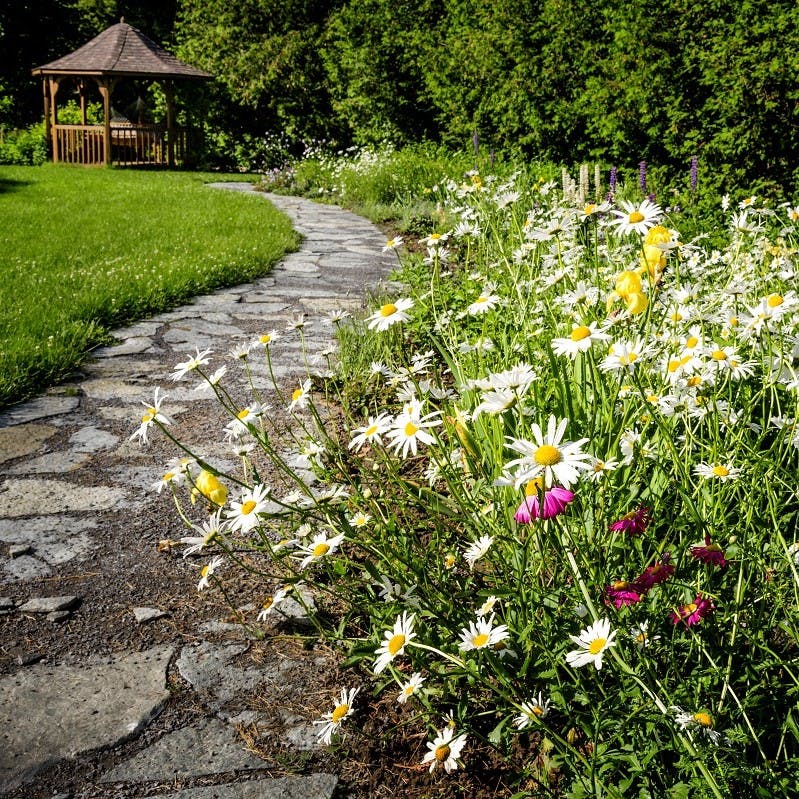 Beautiful wild flowers planted along a pathway in a garden. Rewild your garden with such colours and biodiversity. 