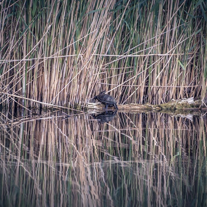 A turtle on a rock in a river next to long grasses. It is such habitats that conservation efforts in Europe are trying to protect. 