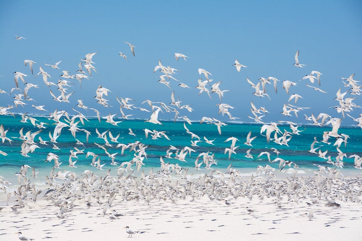 Birds take flight in Australia's Cape Range National Park.
