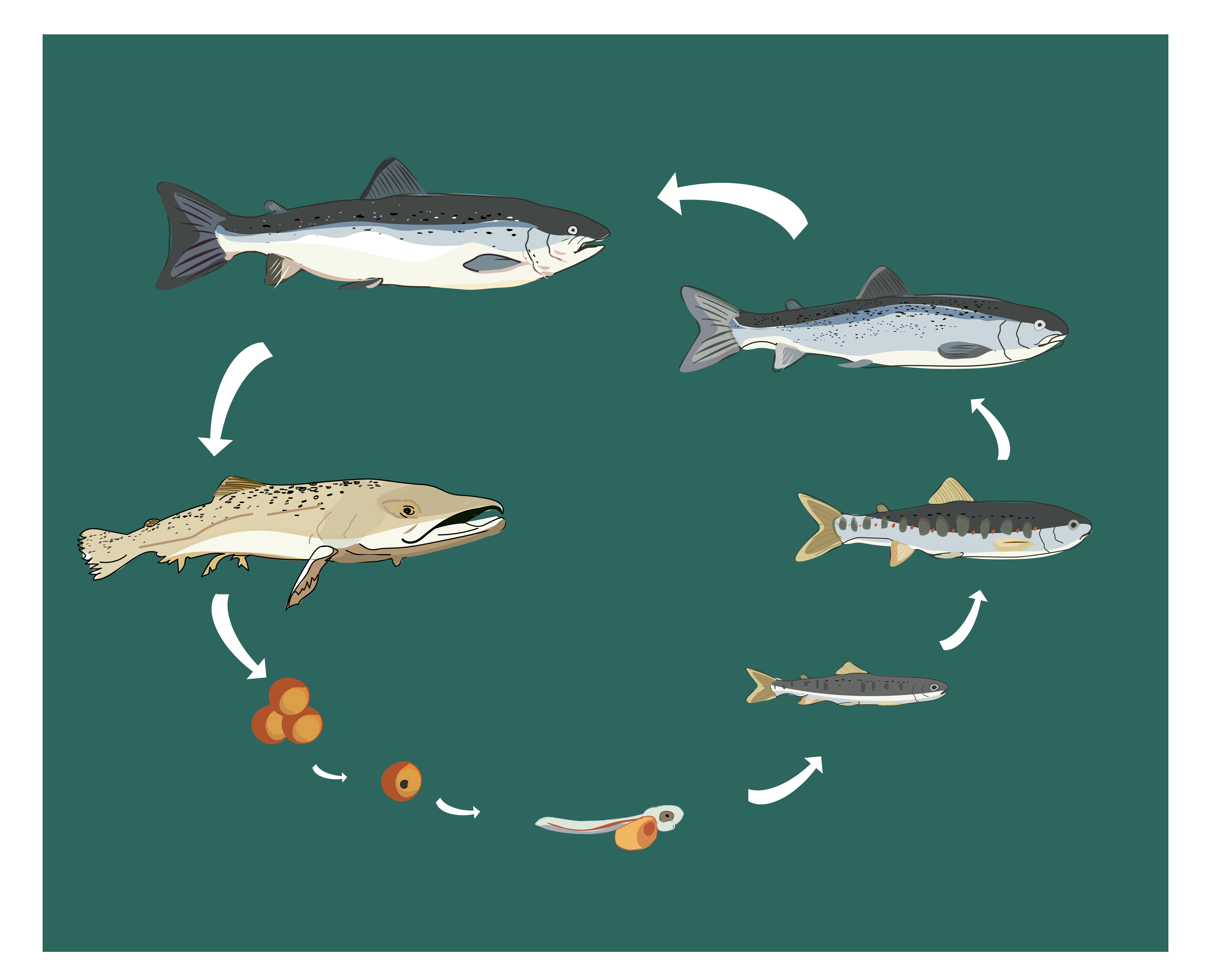 Salmon lifecycle