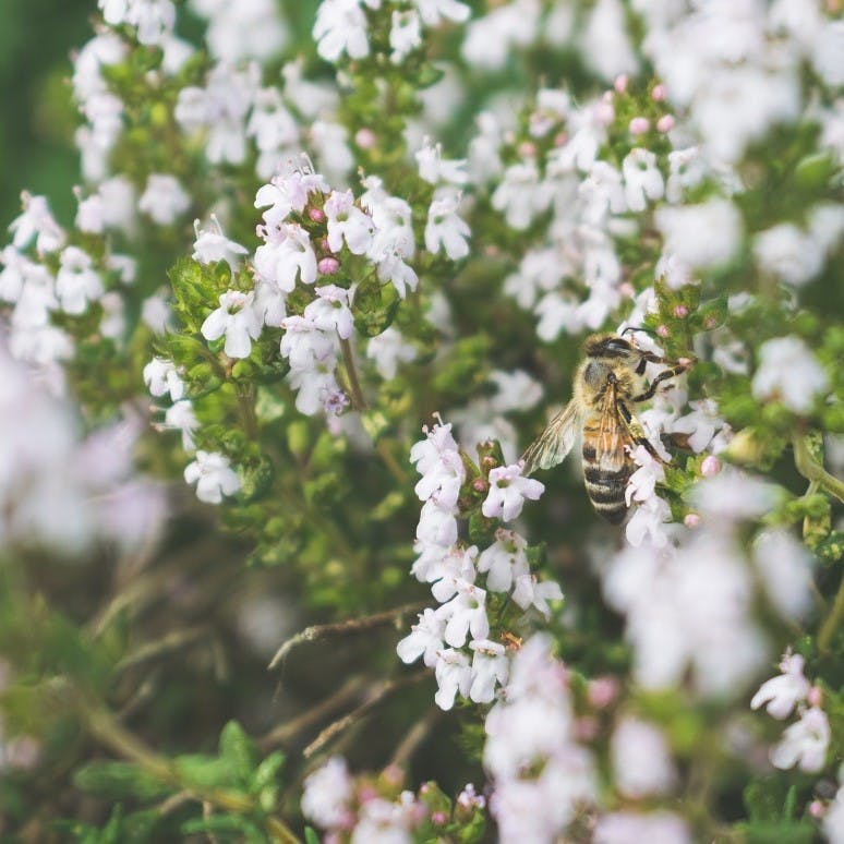 A bee taking nectar from a white flower.