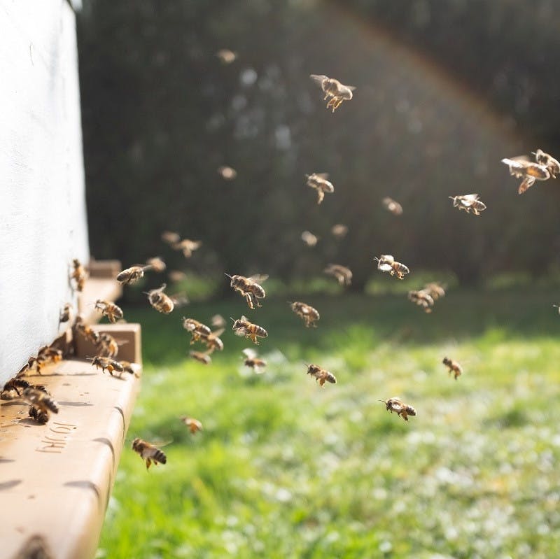 Bees flying towards a hive.
