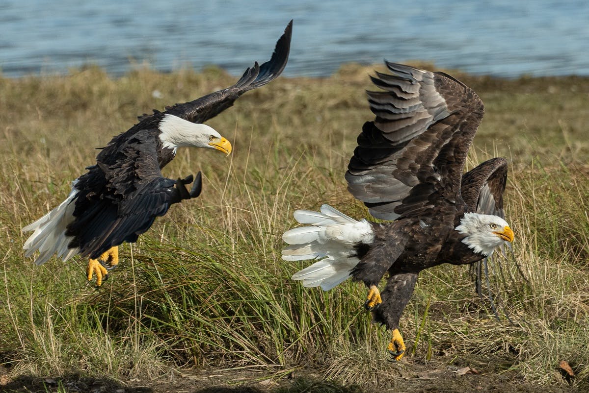 Two eagles landing