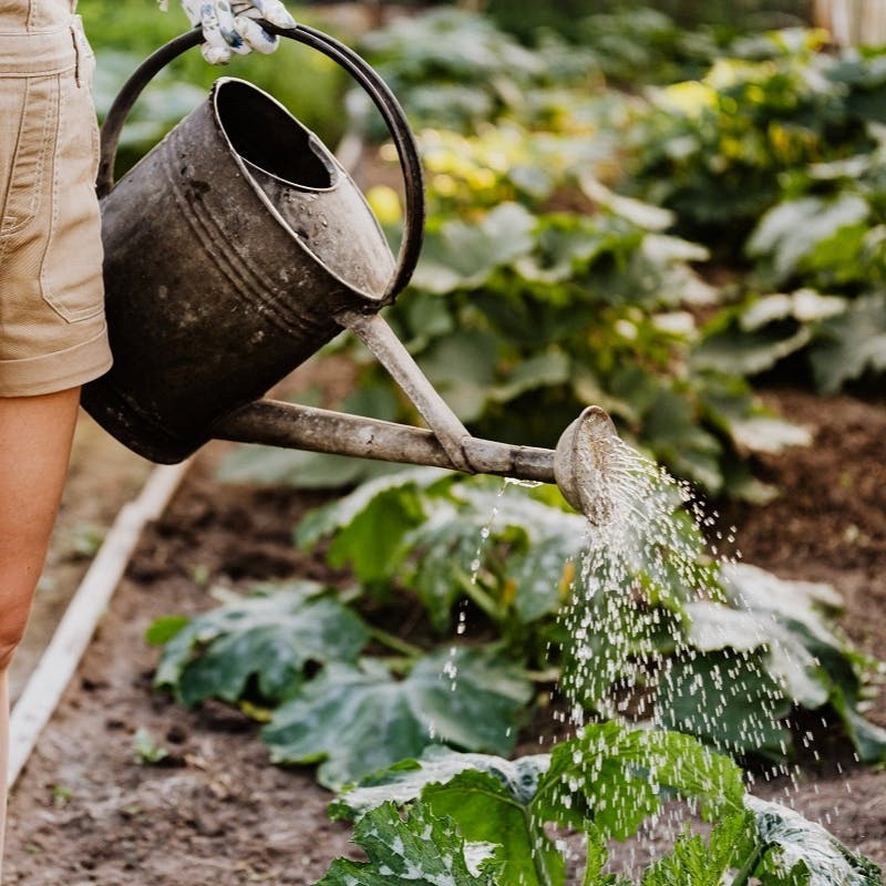 A gardener watering plants.