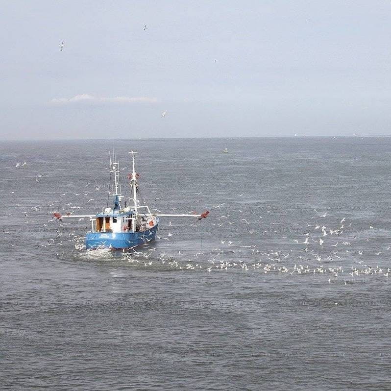 A fishing boat is followed by hundreds of seabirds