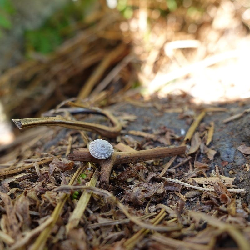 A tiny snail being saved as part of a rewilding project.