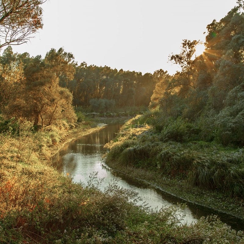 River Danube in Slovakia, the location of Mossy Earth's wetland restoration project.