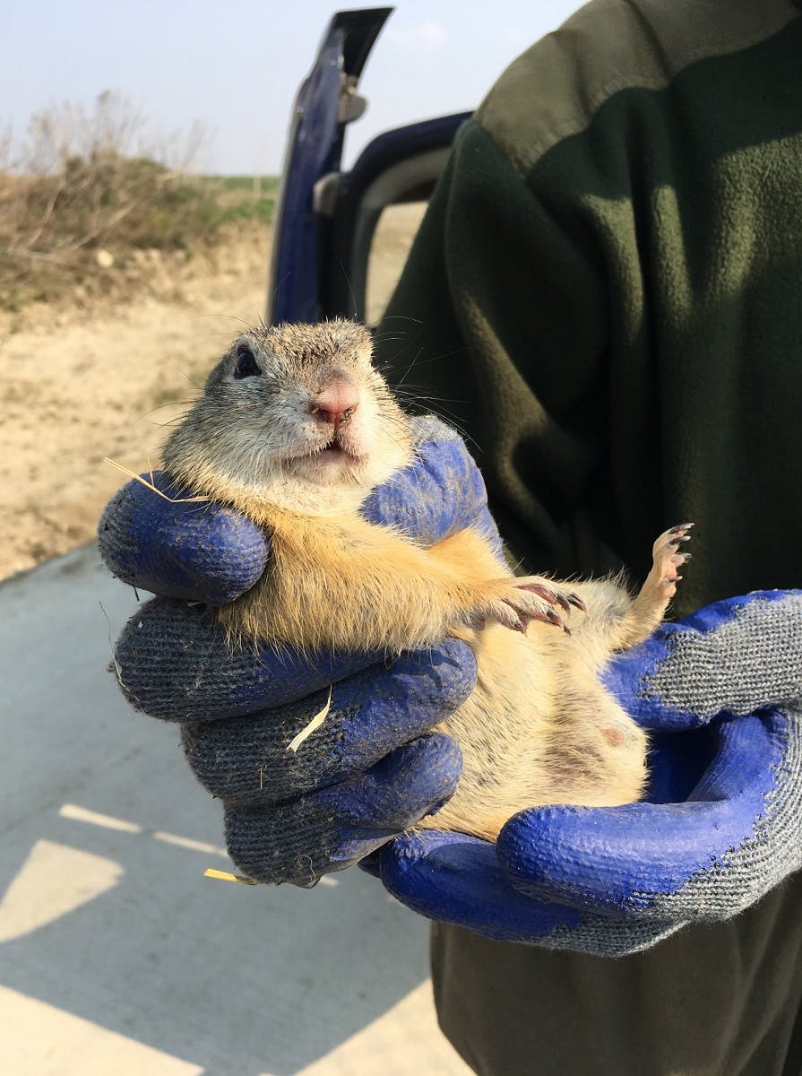 a ground squirrel being held by a member of the BROZ team as part of a translocation